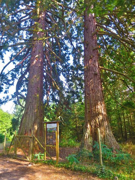 Geocache of the Week Flashback Edition – Wellingtonie – Official Blog